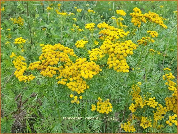 Tanacetum vulgare | Boerenwormkruid, Wormkruid | Gewöhnlicher Rainfarn