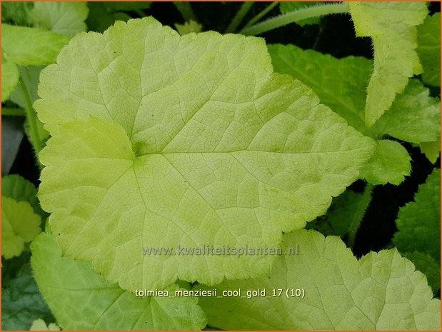 Tolmiea menziesii 'Cool Gold' | Kindje-op-moeders-schoot | Henne mit Küken