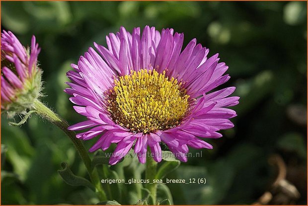 Erigeron glaucus 'Sea Breeze' | Fijnstraal | Strand-Berufkraut