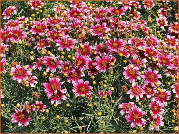 Coreopsis 'Madras Magic' | Meisjesogen | Mädchenauge