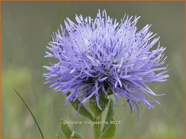 Globularia trichosantha | Kogelbloem | Behaarte Kugelblume