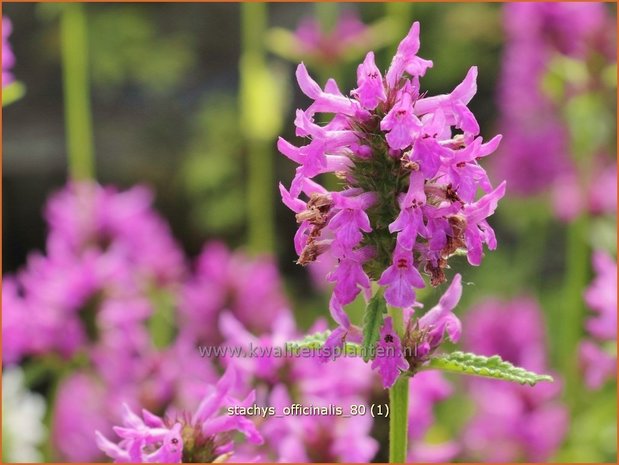 Stachys officinalis | Betonie, Koortskruid, Andoorn | Echter Ziest