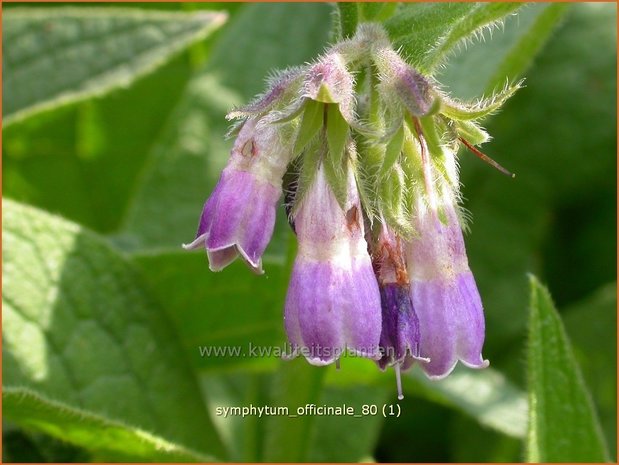 Symphytum officinale | Smeerwortel | Gewöhnlicher Beinwell