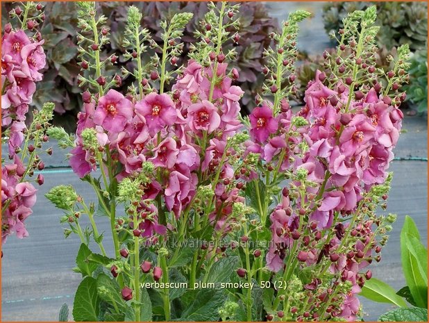 Verbascum 'Plum Smokey' | Toorts | Königskerze