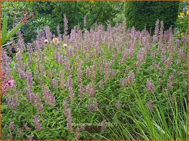 Agastache 'Linda' | Dropplant, Anijsnetel | Duftnessel