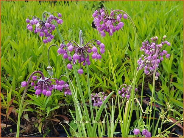 Allium cernuum 'Hidcote' | Amerikaanse look, Sierui, Look | Nickender Lauch