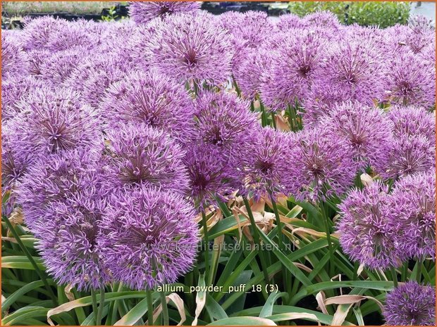 Allium 'Powder Puff' | Sierui, Look | Lauch