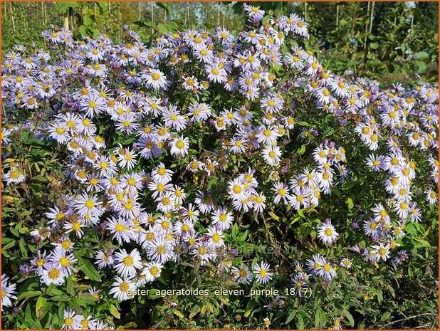 Aster ageratoides 'Eleven Purple' | Aster | Ageratum-ähnliche Aster