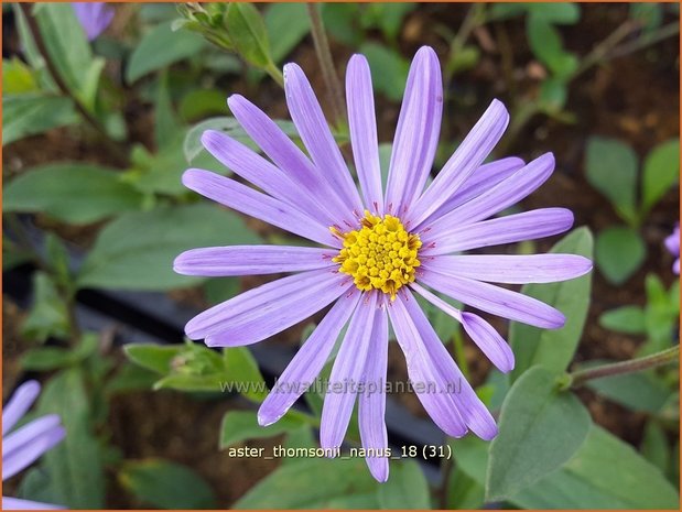 Aster thomsonii 'Nanus' | Aster | Thomsons Aster