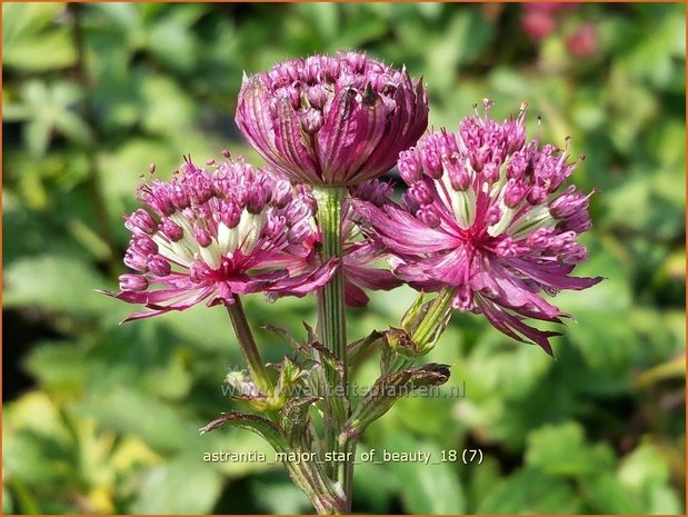 Astrantia major 'Star of Beauty' | Zeeuws knoopje, Groot sterrenscherm | Große Sterndolde