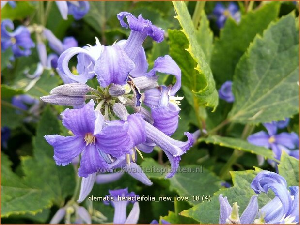 Clematis heracleifolia 'New Love' | Bosrank, Clematis | Breitblättrige Waldrebe