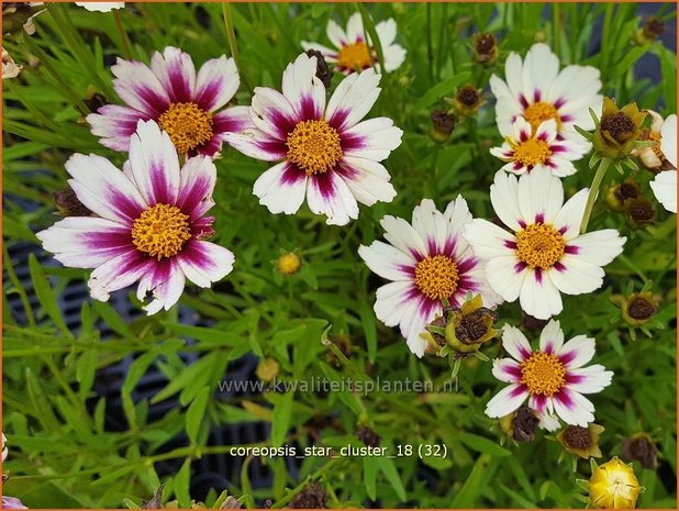 Coreopsis 'Star Cluster' | Meisjesogen | Mädchenauge