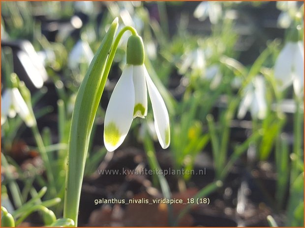 Galanthus nivalis 'Viridapice' | Gewoon sneeuwklokje, Sneeuwklokje | Kleines Schneeglöckchen | Common Snowdrop