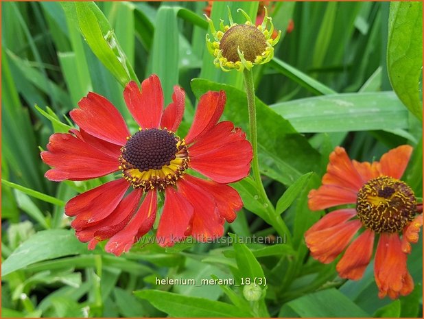 Helenium 'Meranti' | Zonnekruid | Sonnenbraut