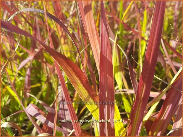 Molinia caerulea 'Rotschopf' | Pijpenstrootje | Kleines Pfeifengras