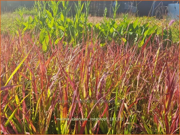 Molinia caerulea 'Rotschopf' | Pijpenstrootje | Kleines Pfeifengras