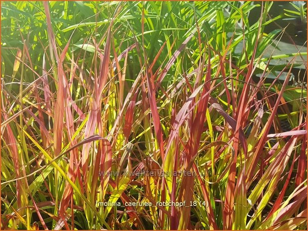 Molinia caerulea 'Rotschopf' | Pijpenstrootje | Kleines Pfeifengras