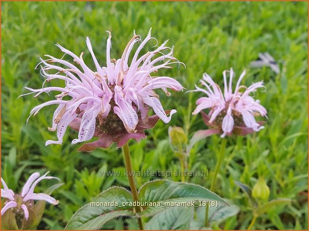 Monarda bradburiana 'Maramek' | Bergamotplant, Indianennetel | Russels Indianernessel