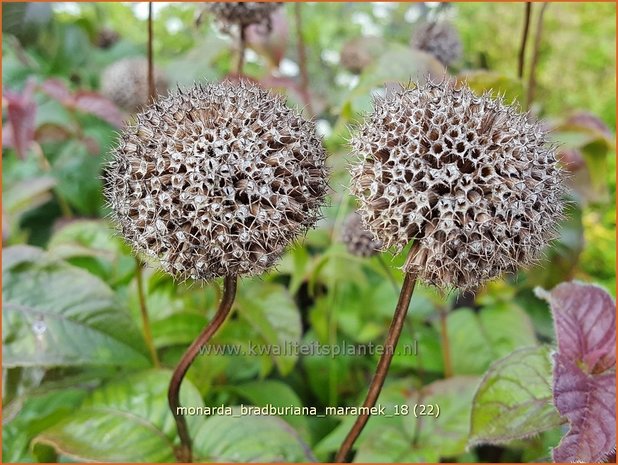 Monarda bradburiana 'Maramek' | Bergamotplant, Indianennetel | Russels Indianernessel