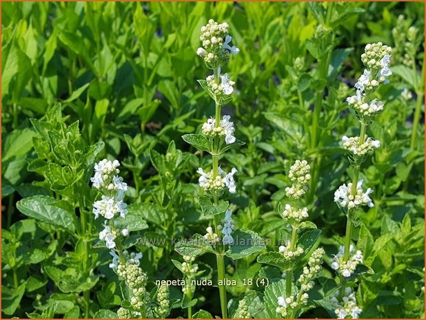 Nepeta nuda 'Alba' | Kattenkruid | Kahle Katzenminze