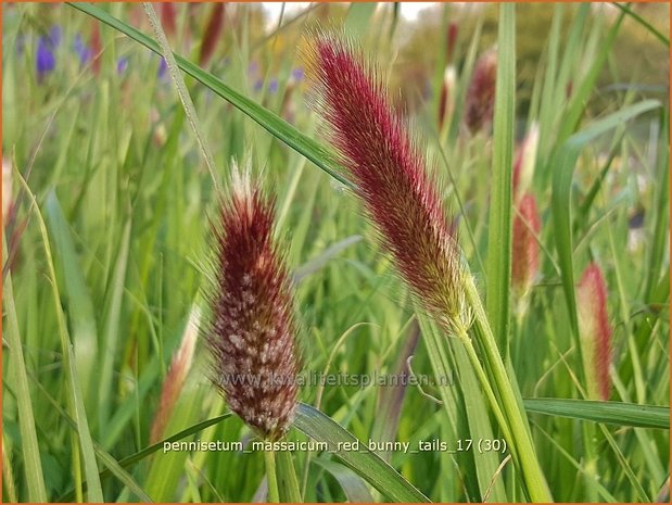 Pennisetum massaicum 'Red Buttons' | Lampenpoetsersgras, Borstelveergras | Federborstengras