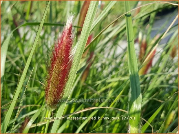 Pennisetum massaicum 'Red Buttons' | Lampenpoetsersgras, Borstelveergras | Federborstengras