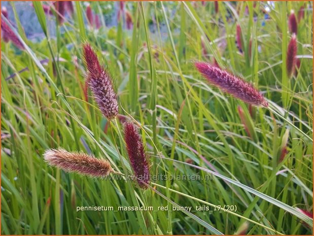 Pennisetum massaicum 'Red Buttons' | Lampenpoetsersgras, Borstelveergras | Federborstengras