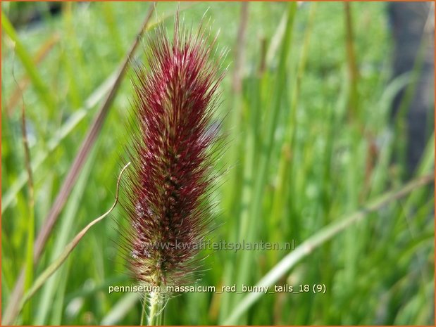 Pennisetum massaicum 'Red Buttons' | Lampenpoetsersgras, Borstelveergras | Federborstengras