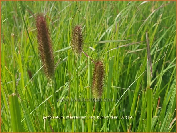 Pennisetum massaicum 'Red Buttons' | Lampenpoetsersgras, Borstelveergras | Federborstengras