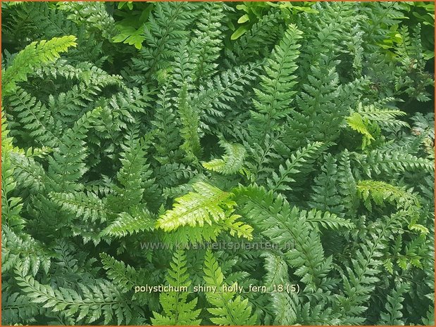 Polystichum 'Shiny Holly Fern' | Naaldvaren | Schildfarn