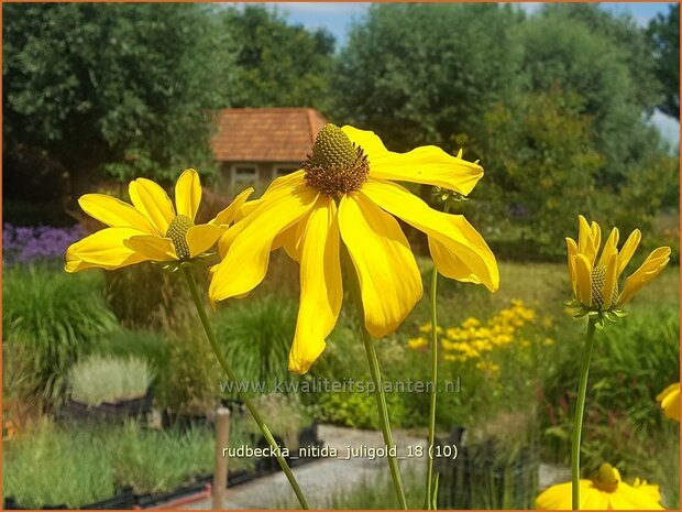 Rudbeckia nitida 'Juligold' | Zonnehoed | Fallschirm-Sonnenhut