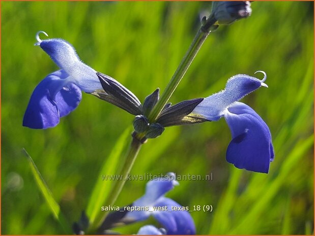 Salvia reptans 'West Texas' | Salie, Salvia | Salbei