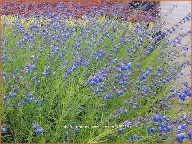 Salvia reptans &#39;West Texas&#39;