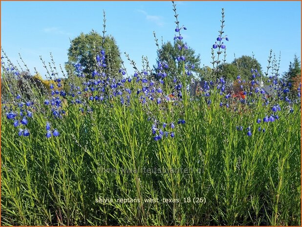 Salvia reptans &#39;West Texas&#39;