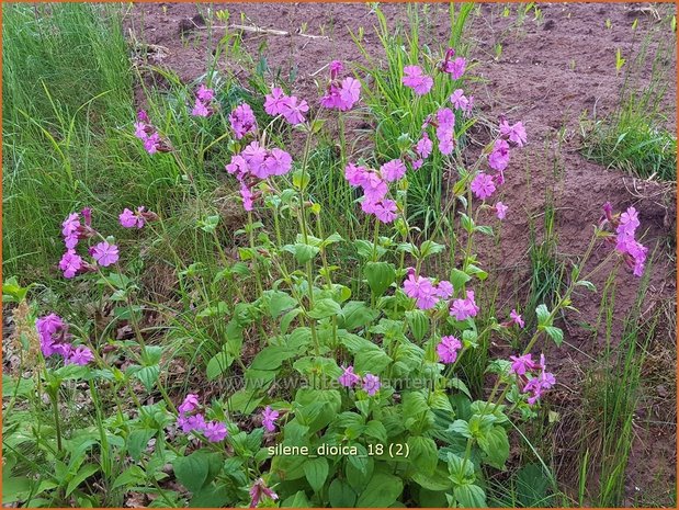 Silene dioica | Dagkoekoeksbloem, Koekoeksbloem, Lijmkruid | Rote Waldnelke