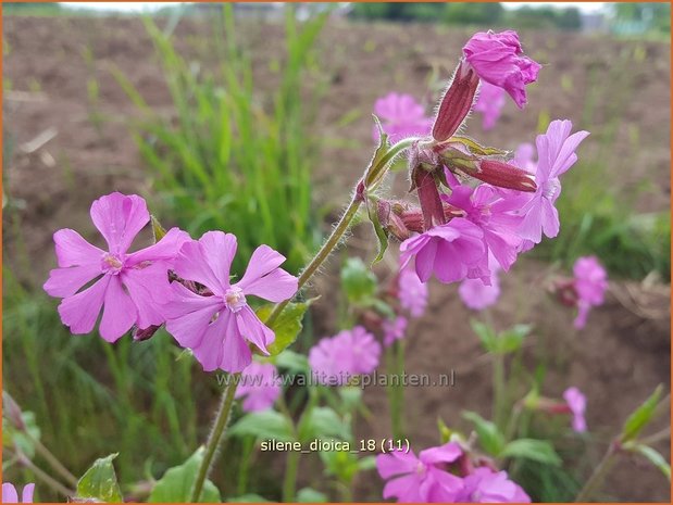 Silene dioica | Dagkoekoeksbloem, Koekoeksbloem, Lijmkruid | Rote Waldnelke