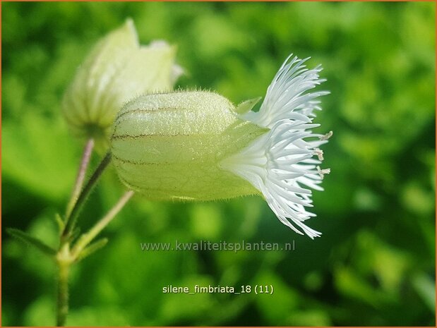 Silene fimbriata | Gewimperde blaassilene, Lijmkruid | Gefranstes Leimkraut