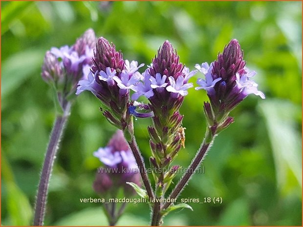 Verbena macdougalii 'Lavender Spires' | IJzerhard | Eisenkraut