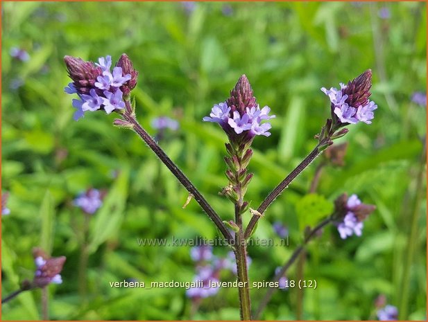 Verbena macdougalii 'Lavender Spires' | IJzerhard | Eisenkraut