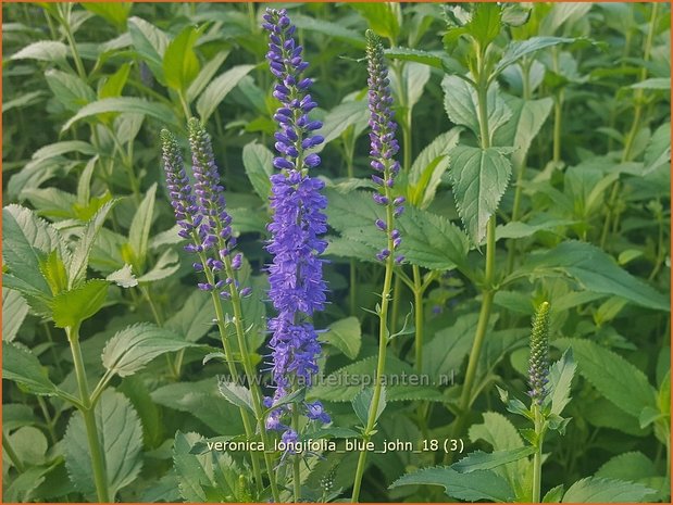 Veronica longifolia 'Blue John' | Lange ereprijs, Ereprijs | Langblättriger Ehrenpreis