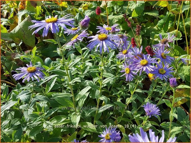 Aster frikartii 'Wunder von Stäfa' | Aster | Frikarts Aster