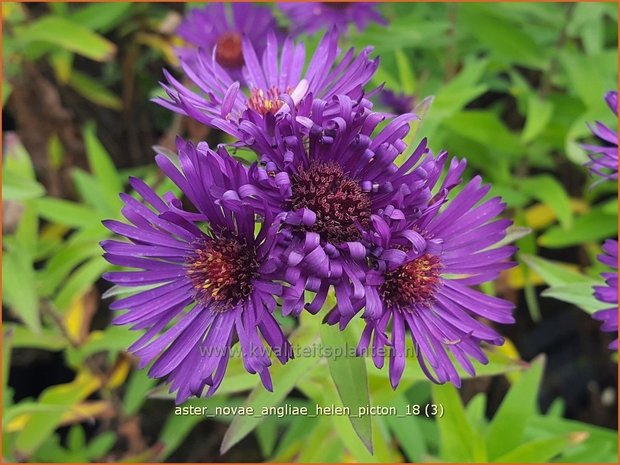 Aster novae-angliae 'Helen Picton' | Nieuw-Engelse aster, Herfstaster, Aster | Raublatt-Aster