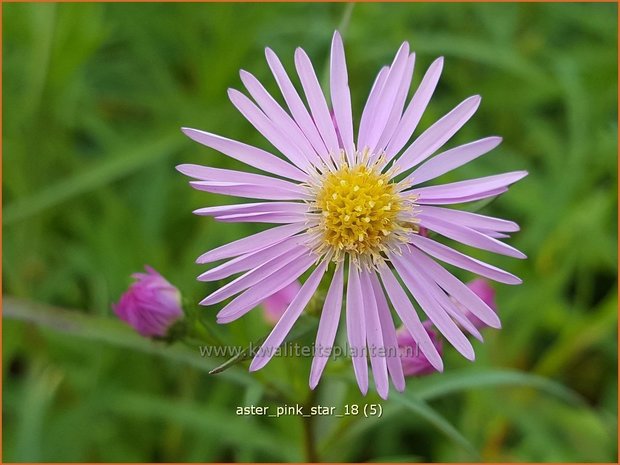 Aster 'Pink Star' | Aster | Aster