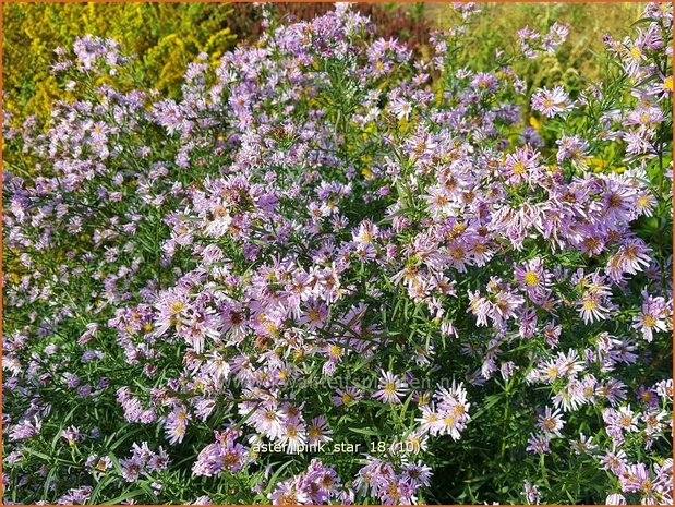 Aster 'Pink Star' | Aster | Aster