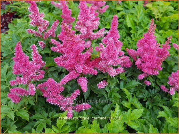 Astilbe 'Younique Carmine' | Pluimspirea, Spirea | Prachtspiere