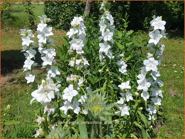 Campanula persicifolia 'Alba' | Perzikbladklokje, Prachtklokje, Klokjesbloem | Pfirsichblättrige Glockenblume