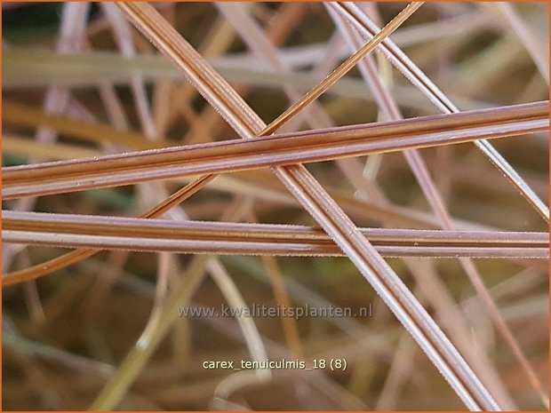 Carex tenuiculmis | Zegge | Zarthalmige Segge