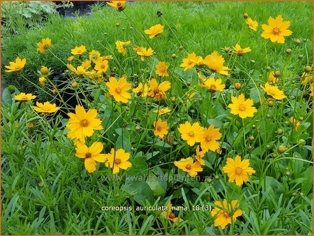 Coreopsis auriculata 'Nana' | Meisjesogen | Mädchenauge