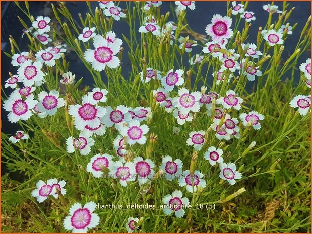 Dianthus deltoides 'Arctic Fire' | Steenanjer, Anjer | Heidenelke