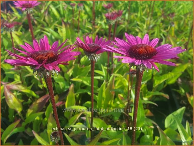 Echinacea purpurea 'Fatal Attraction' | Rode zonnehoed, Zonnehoed | Roter Sonnenhut